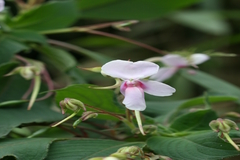 Impatiens fruticosa